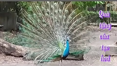 Những kiệt tác của tạo hóa.