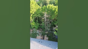 Amazing tree cutting #tree #shorts #shortsvideo #shortsviral