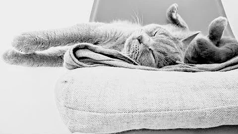 🐈БРИТАНСКАЯ ИЛИ ШОТЛАНДСКАЯ 😺? КАКУЮ ВЫБРАТЬ? ОТЛИЧИЯ ПОРОД🐾l Olivia Ki