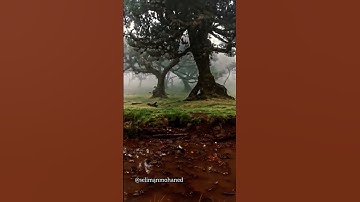 تلاوة رائعة #سورة_الرعد #الرعد #محمد_صديق_المنشاوي #المنشاوي #المنشاوي_الباكي #المنشاوي_قارئ_القلوب