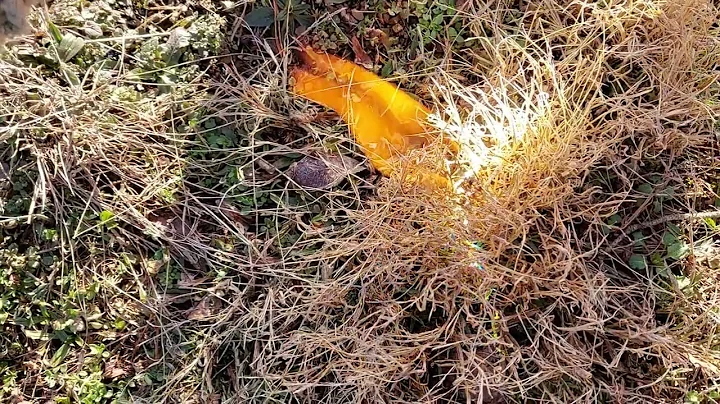 The fastest Fresnel lens fire start?