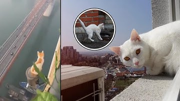 When Cats Fall From VERY High Places and Survive!