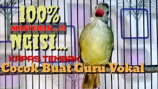 KAPAS TEMBAK MASTERAN PALING AMPUH GACOR Dor 24 JAM | Masteran Kapas Tembak Burung Asli dijamin 100%