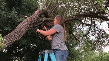 How to Hang a Swing From a Tree With Rhino StrapMate