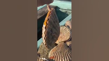 Orient Live Sea Shell