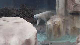 #1 March 2024 Polar bear at Oji zoo, Kobe, Japan