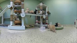 Kittens Playing in Virtual Reality