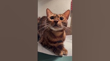 The Sounds of a Bengal Cat 🐅 #shorts
