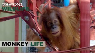S9E01 | Rieke & Bulu Mata Discover The Ups And Downs Of The Nursery | Monkey Life | Beyond Wildlife