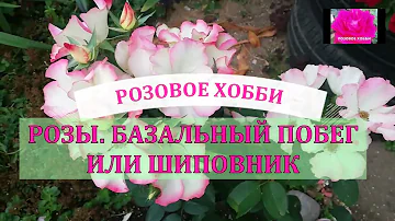 РОЗА.  КАК ОТЛИЧИТЬ БАЗАЛЬНЫЙ ПОБЕГ ОТ ШИПОВНИКА. НАЧИНАЮЩИМ