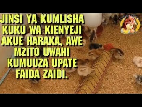 Jinsi ya Kumlisha KUKU wa KIENYEJI Akue Haraka Awe Mzito Uwahi Kumuuza Upate Faida Zaidi