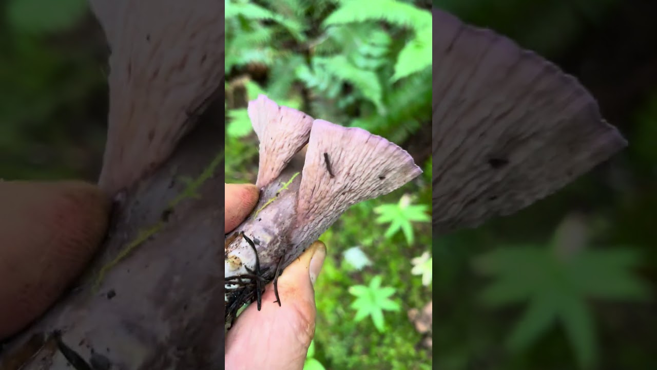 Harvesting a Pig Ear Mushroom
