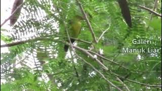 Suara  Anak Burung Kolibri Kelapa Di Alam