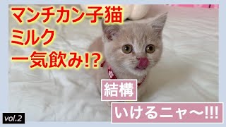 A Munchkin kitten chung up milk | The Sequel of Day1