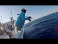 Howk Hot Spot | Sharks
