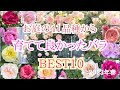【育てて良かったバラBest10🌹】お庭に咲く41品種から厳選したバラ✨