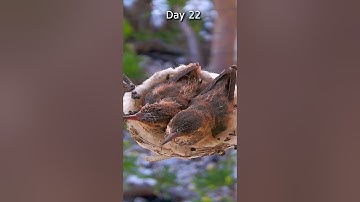 Baby Hummingbirds From Hatch to Fledge Timelapse