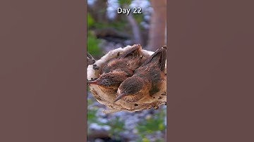 Baby Hummingbirds From Hatch to Fledge Timelapse