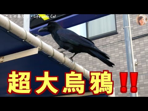 沒見過超大烏鴉‼️｜このカラス、大き過ぎ😱｜Never seen a super crow｜ねことの暮らし。Life with Cat