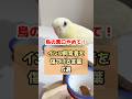 絶対言うな!インコ飼育者傷つける言葉5選 #shorts
