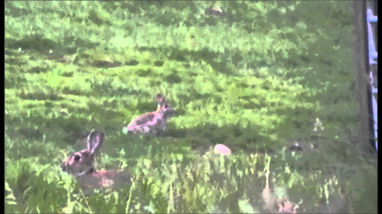 rabbit hunting 2 YouTube