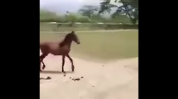 Dogs Chase A Laser Pointer  Credit  ViralHog