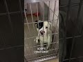 ADOPT Don't Shop!
