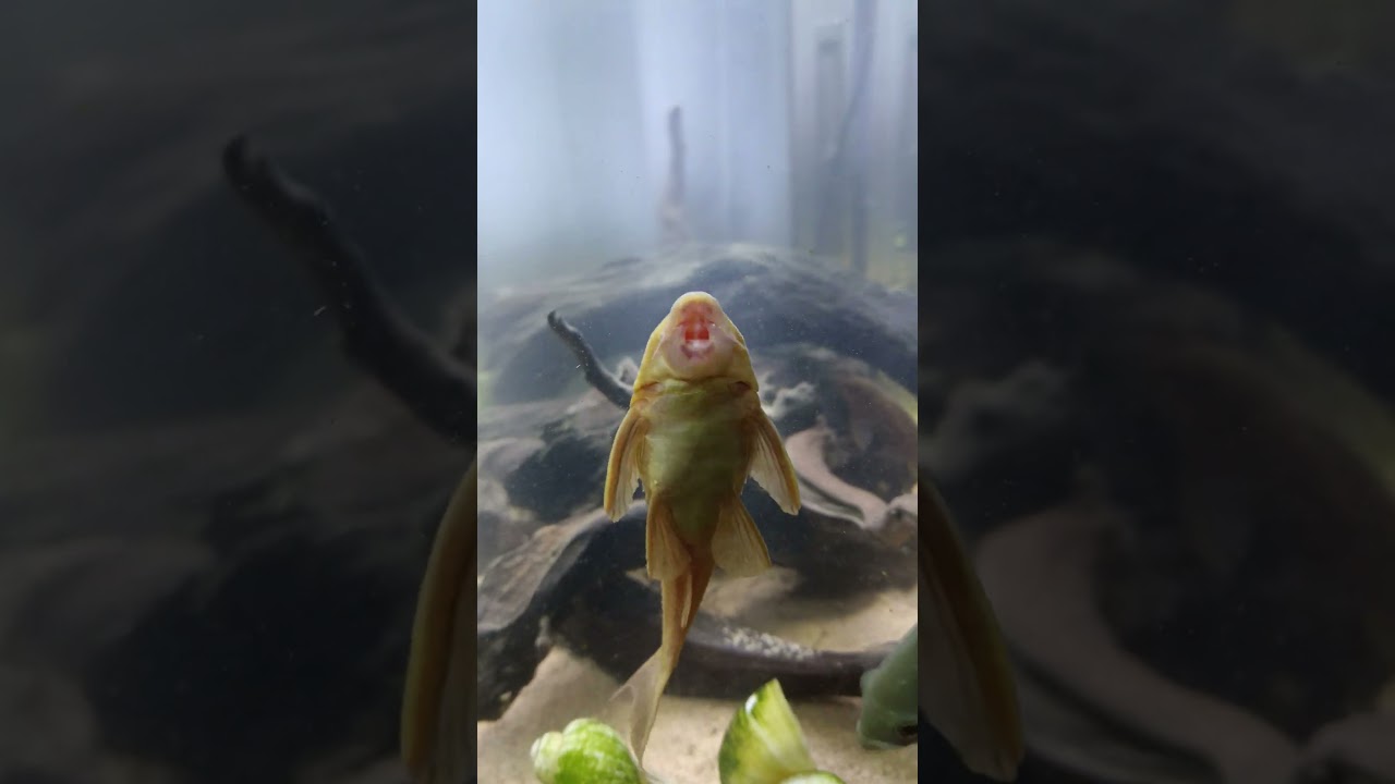 didn't know my pleco can rap... #Pleco #fish #aquarium #albinopleco #aquariumblog #oscar