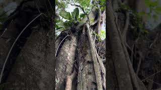 Árbol estrangulador