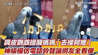 調皮鸚鵡提醒媽媽「去接阿嬤」 神級模仿來電鈴聲讓網友全看傻三立新聞網 SETN.com