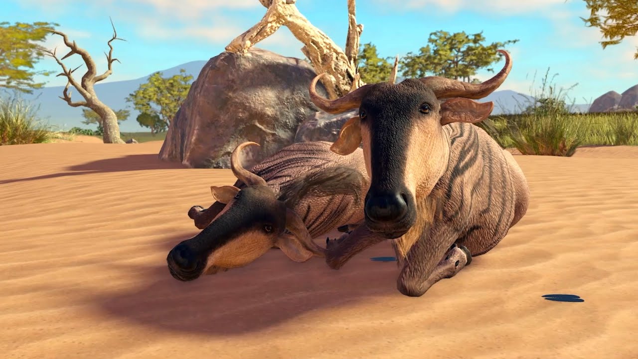 Wildebeest Savannah Life Preview