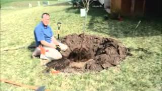 Trade Secrets from the Tree Doctor - How to Plant a Tree to Grow Twice as Fast!