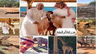 بضيافة سمو الأمير بندر بن عبدالله بن خالد ال سعود مزرعة الرفيعه بجده وأنواع الحيوانات