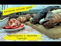 Копченая речная рыба и картофель запеченный с беконом