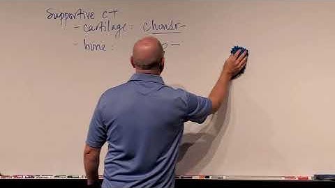 Professor Long 2401 Lecture 2.5 Histology of Supportive CT