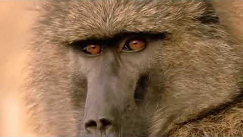 Leopard vs Baboon Gorillas Really Want To Rescue The Impala From Leopard, Jackal Hunting