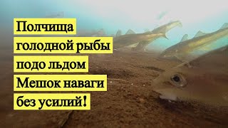 Полчища голодной рыбы подо льдом. Мешок наваги без усилий! Подводная съёмка!/ Saffron cod (Eng Subs)