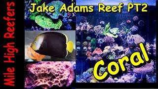Jake Adams Reef Tank Pt2 Livestock