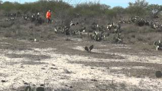 2014-2015 Quail hunting