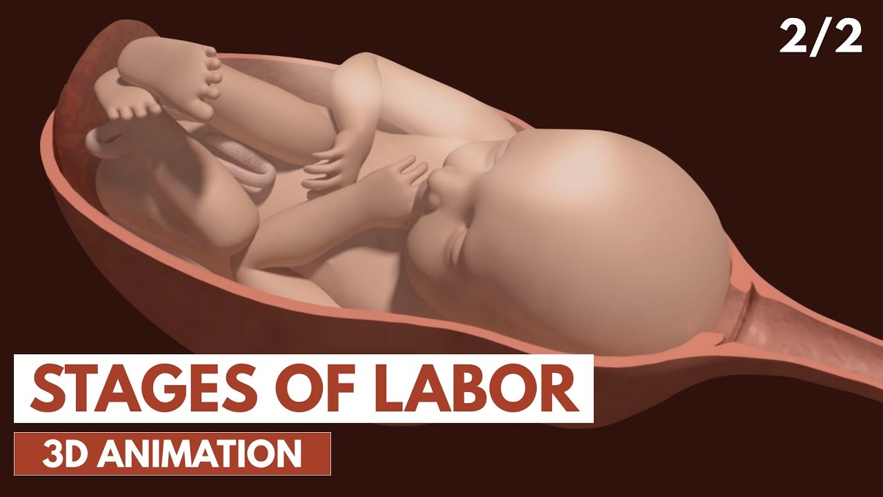 Stages of Labor  3D Animation 22