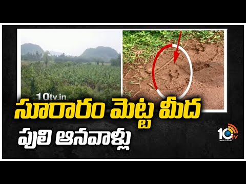 సూరారం మెట్ట మీద పులి ఆనవాళ్లు | Search Operation Continues for Tiger | 10TV