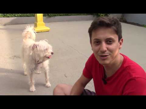 Vídeo: Como Ensinar Um Cachorro A Guardar
