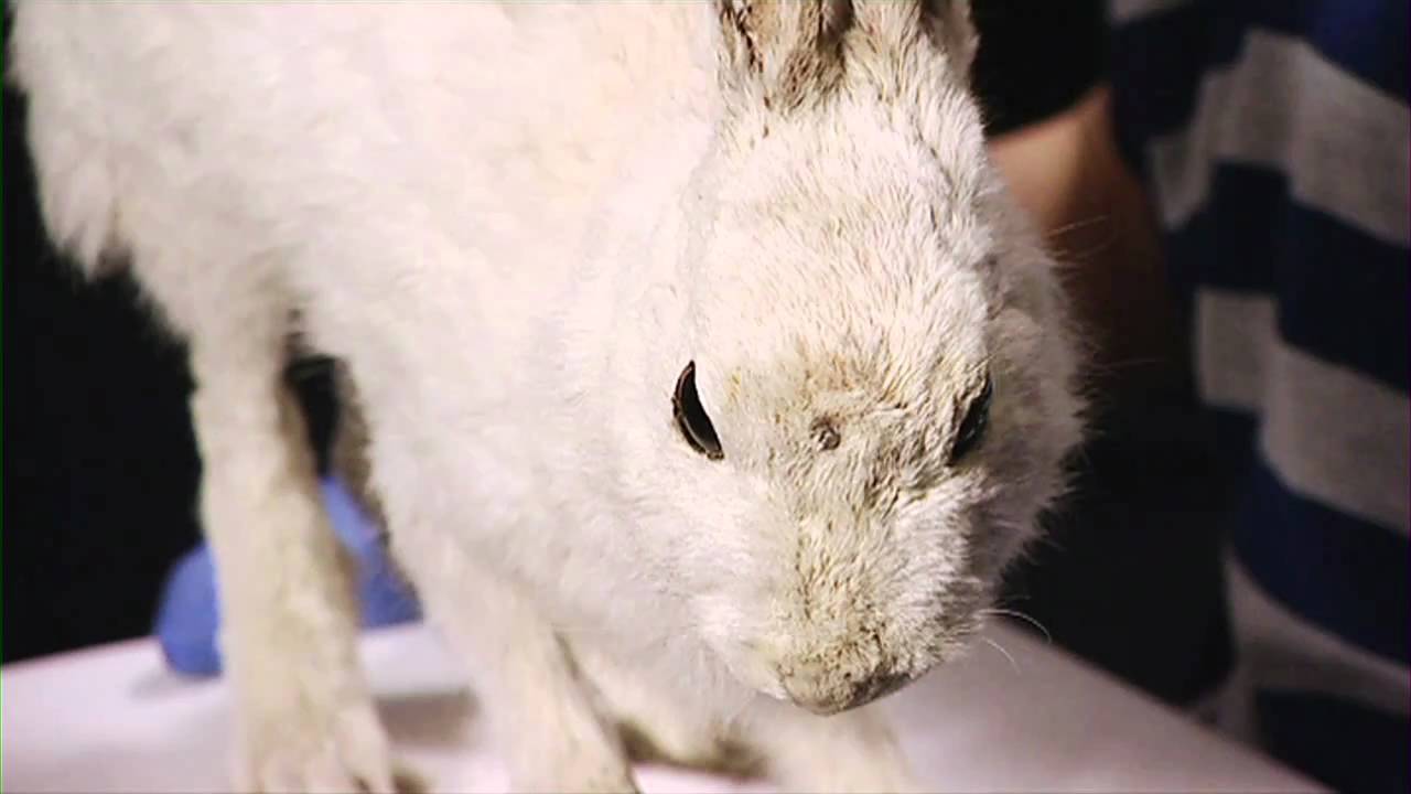 An animal adapted to its habitat - YouTube