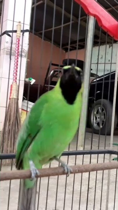 cucak ijo rasa lovebird
