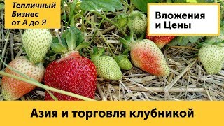 Шок. Сорт Азия в открытом грунте. Объемы клубники на Кубани.