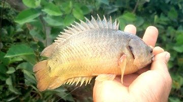 Câu cá. Câu nhấp cá rô đồng//giật cá rô đã tay ]