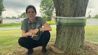 BugBarrier Tree Band for Spotted Lanternflies: How to Set Up