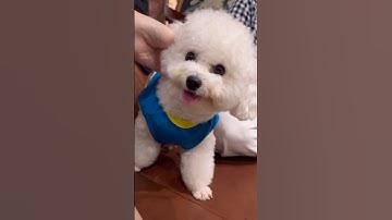 Cưng xỉu không chịu nổi 🥹 | Too Cute to Handle #shorts #bichon #bichonfrise