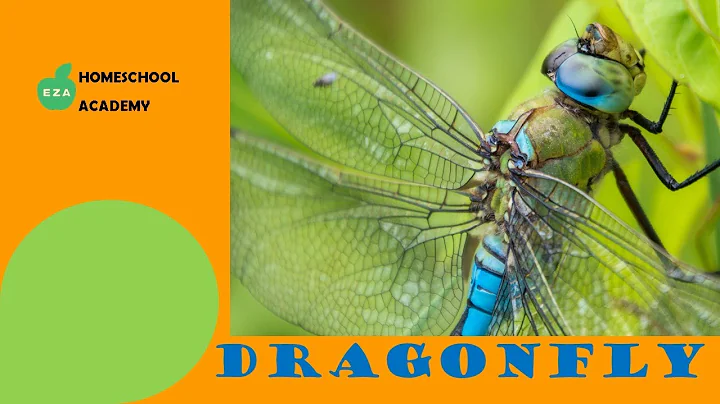 Dragonfly Life Cycle | All about Dragonflies - DayDayNews