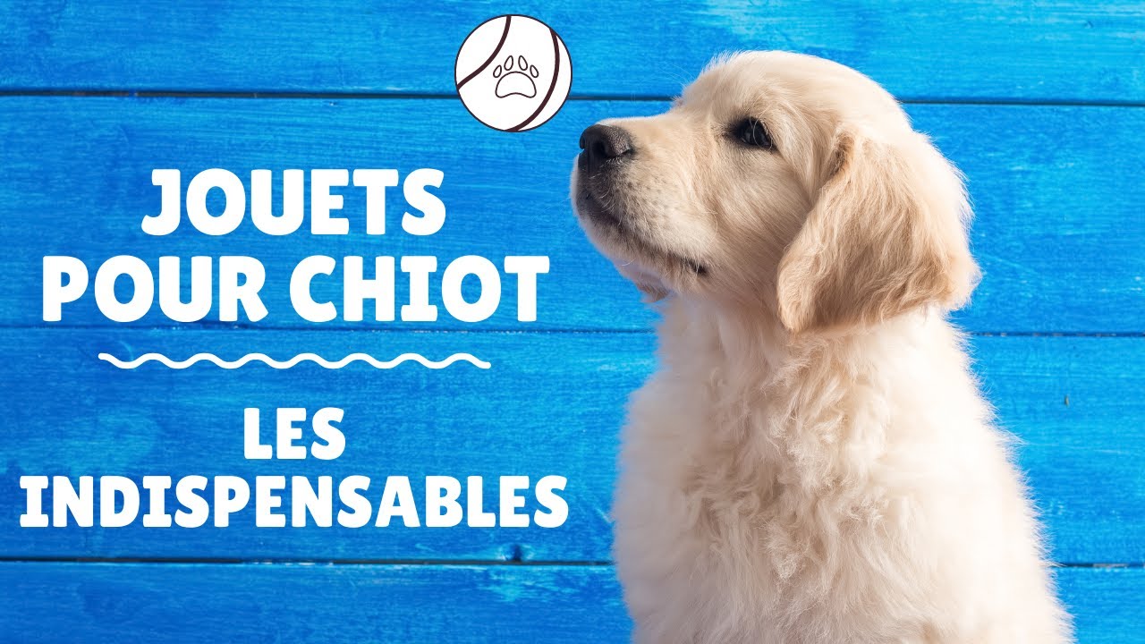 Quel jouet pour mon chien choisir ?